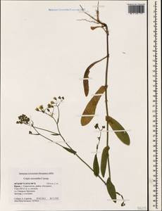 Crepis micrantha Czerep., Crimea (KRYM) (Russia)
