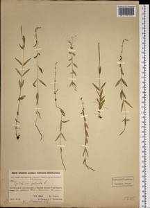 Epilobium palustre L., Siberia, Baikal & Transbaikal region (S4) (Russia)