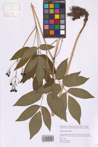 Actaea asiatica H.Hara, Siberia, Russian Far East (S6) (Russia)