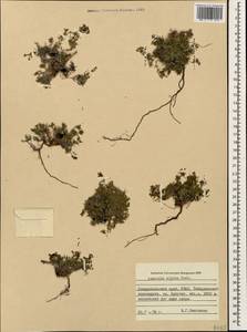 Cynanchica pyrenaica subsp. cynanchica (L.) P.Caputo & Del Guacchio, Caucasus, Stavropol Krai, Karachay-Cherkessia & Kabardino-Balkaria (K1b) (Russia)