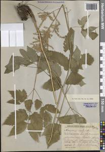 Aruncus dioicus var. kamtschaticus (Maxim.) Hara, Siberia, Baikal & Transbaikal region (S4) (Russia)