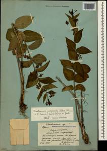 Vincetoxicum juzepczukii × hirundinaria, Crimea (KRYM) (Russia)