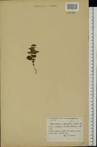 Rubus arcticus L., Eastern Europe, Northern region (E1) (Russia)