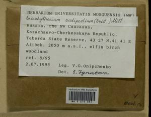 Sciuro -hypnum oedipodium (Mitt.) Ignatov & Huttunen, Bryophytes, Bryophytes - North Caucasus & Ciscaucasia (B12) (Russia)