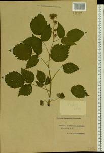 Rubus idaeus L., Eastern Europe, South Ukrainian region (E12) (Ukraine)