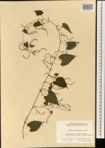 Reynoutria multiflora (Thunb.) Moldenke, South Asia, South Asia (Asia outside ex-Soviet states and Mongolia) (ASIA) (China)