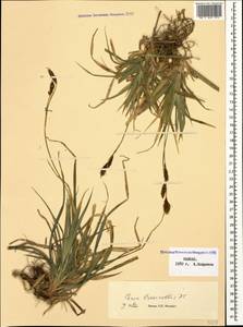 Carex brevicollis DC., Caucasus (no precise locality) (K0)