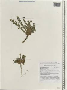 Pulicaria incisa (Lam.) DC., South Asia, South Asia (Asia outside ex-Soviet states and Mongolia) (ASIA) (Israel)