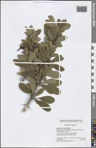 Berberis vulgaris L., Eastern Europe, Lower Volga region (E9) (Russia)