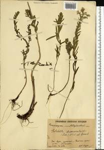 Galatella sedifolia subsp. dracunculoides (Lam.) Greuter, Eastern Europe, Lower Volga region (E9) (Russia)