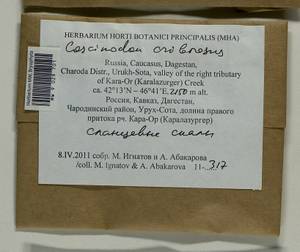 Coscinodon cribrosus (Hedw.) Spruce, Bryophytes, Bryophytes - North Caucasus & Ciscaucasia (B12) (Russia)