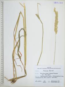 Phalaris arundinacea L., Siberia, Russian Far East (S6) (Russia)