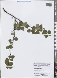 Betula pubescens var. pumila (Zanoni ex Murray) Govaerts, Siberia, Central Siberia (S3) (Russia)