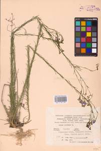 Linum perenne L., Eastern Europe, Central forest-and-steppe region (E6) (Russia)