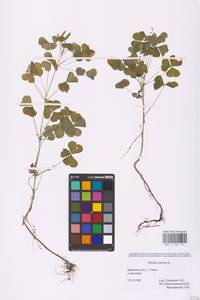 Oxalis stricta L., Eastern Europe, Western region (E3) (Russia)