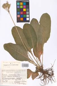 Primula veris subsp. macrocalyx (Bunge) Lüdi, Caucasus, Stavropol Krai, Karachay-Cherkessia & Kabardino-Balkaria (K1b) (Russia)