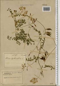 Vicia sylvatica L., Eastern Europe, Northern region (E1) (Russia)