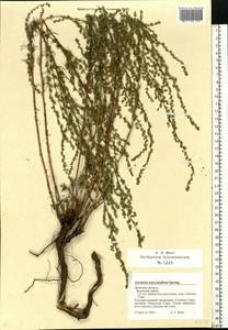 Artemisia marschalliana Spreng., Eastern Europe, Central forest-and-steppe region (E6) (Russia)