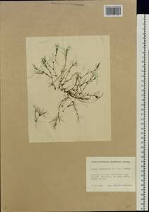 Najas tenuissima (A.Braun ex Magnus) Magnus, Eastern Europe, North-Western region (E2) (Russia)