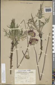 Jurinea ledebourii Bunge, Eastern Europe, South Ukrainian region (E12) (Ukraine)