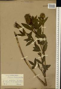 Trifolium pannonicum Jacq., Eastern Europe, South Ukrainian region (E12) (Ukraine)