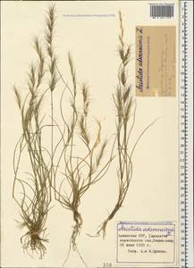 Aristida adscensionis L., Caucasus, Armenia (K5) (Armenia)