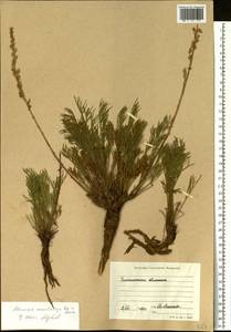 Artemisia pubescens var. monostachya (Bunge ex Maxim.) Y. R. Ling, Siberia, Baikal & Transbaikal region (S4) (Russia)
