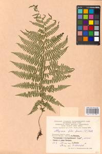 Athyrium filix-femina, Eastern Europe, Moscow region (E4a) (Russia)