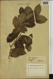 Ilex aquifolium L., Western Europe (EUR) (Switzerland)