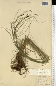 Carex nigra (L.) Reichard, Eastern Europe, North Ukrainian region (E11) (Ukraine)