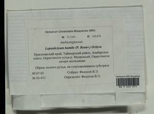 Hygroamblystegium humile (P. Beauv.) Vanderp., Hedenäs & Goffinet, Bryophytes, Bryophytes - Krasnoyarsk Krai, Tyva & Khakassia (B17) (Russia)