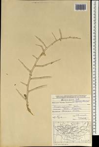 Nitraria sibirica (DC.) Pall., Mongolia (MONG) (Mongolia)