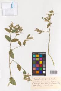 Euphorbia marginata Pursh, Eastern Europe, Lower Volga region (E9) (Russia)