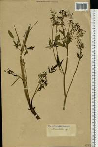 Thalictrum, Eastern Europe (no precise locality) (E0) (Not classified)