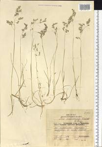 Poa macrocalyx Trautv. & C.A.Mey., Siberia, Russian Far East (S6) (Russia)