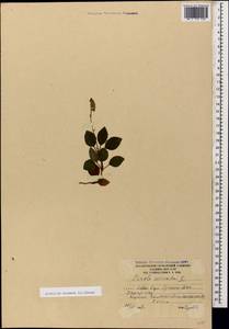 Orthilia secunda (L.) House, Caucasus, South Ossetia (K4b) (South Ossetia)