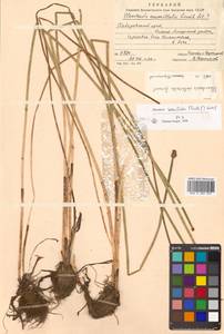 Eleocharis mamillata (H.Lindb.) H.Lindb., Siberia, Russian Far East (S6) (Russia)