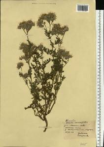 Phacelia tanacetifolia Benth., Eastern Europe, South Ukrainian region (E12) (Ukraine)