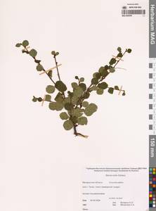 Betula glandulosa Michx., Siberia, Chukotka & Kamchatka (S7) (Russia)