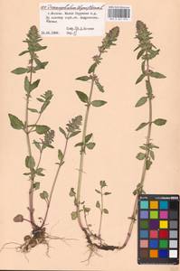 Dracocephalum thymiflorum L., Eastern Europe, Moscow region (E4a) (Russia)