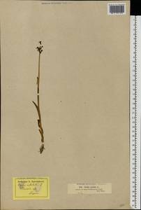 Neotinea ustulata (L.) R.M.Bateman, Pridgeon & M.W.Chase, Eastern Europe, Estonia (E2c) (Estonia)