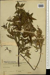 Salix excelsa J.F.Gmel., Caucasus, Azerbaijan (K6) (Azerbaijan)