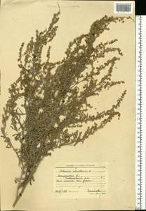 Artemisia absinthium L., Eastern Europe, South Ukrainian region (E12) (Ukraine)
