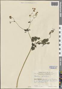 Thalictrum petaloideum L., South Asia, South Asia (Asia outside ex-Soviet states and Mongolia) (ASIA) (China)