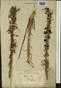 Asphodeline lutea (L.) Rchb., Western Europe (EUR) (North Macedonia)