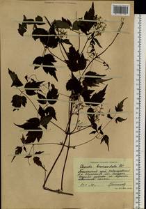 Clematis brevicaudata DC., Siberia, Russian Far East (S6) (Russia)