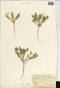 Aethionema carneum (Banks & Sol.) B. Fedtsch., Middle Asia, Kopet Dag, Badkhyz, Small & Great Balkhan (M1) (Turkmenistan)