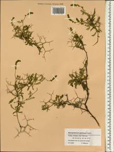 Sarcopoterium spinosum (L.) Spach, South Asia, South Asia (Asia outside ex-Soviet states and Mongolia) (ASIA) (Turkey)