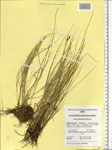 Carex mackenziei V.I.Krecz., Eastern Europe, Northern region (E1) (Russia)