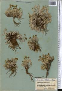 Ajania tibetica (Hook. fil. & Thomson) Tzvelev, Middle Asia, Northern & Central Tian Shan (M4) (Kyrgyzstan)